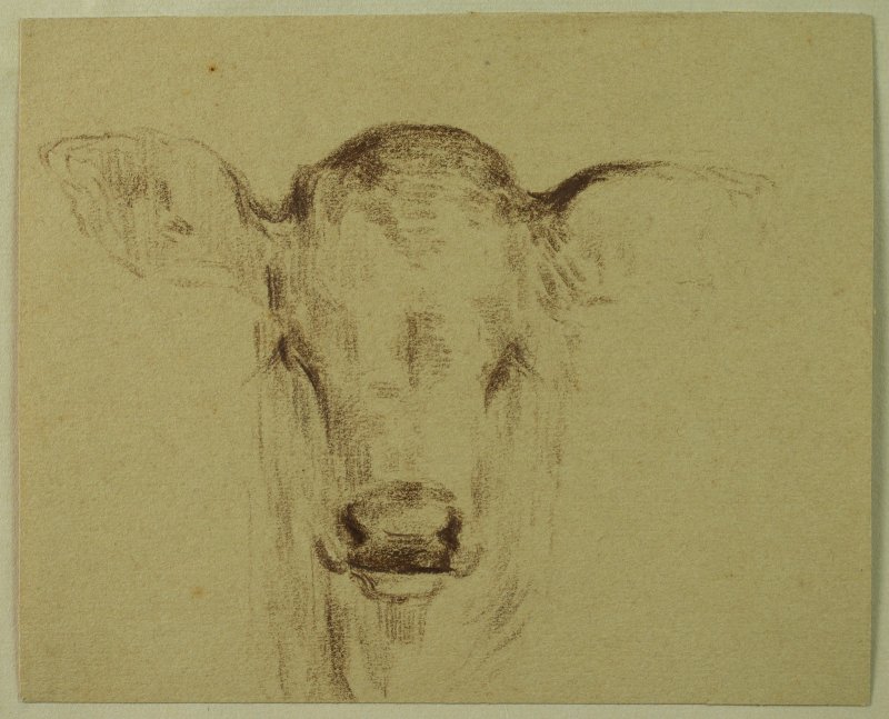 1901-1903 ca. - Vitello